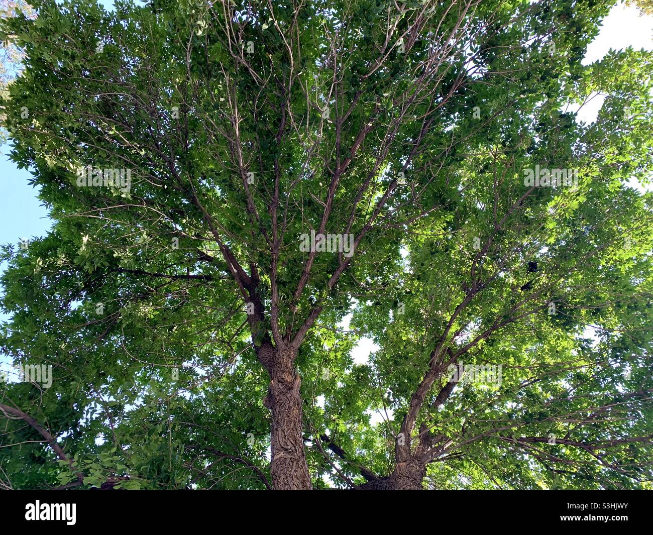 Gran árbol sicómoro Foto de stock
