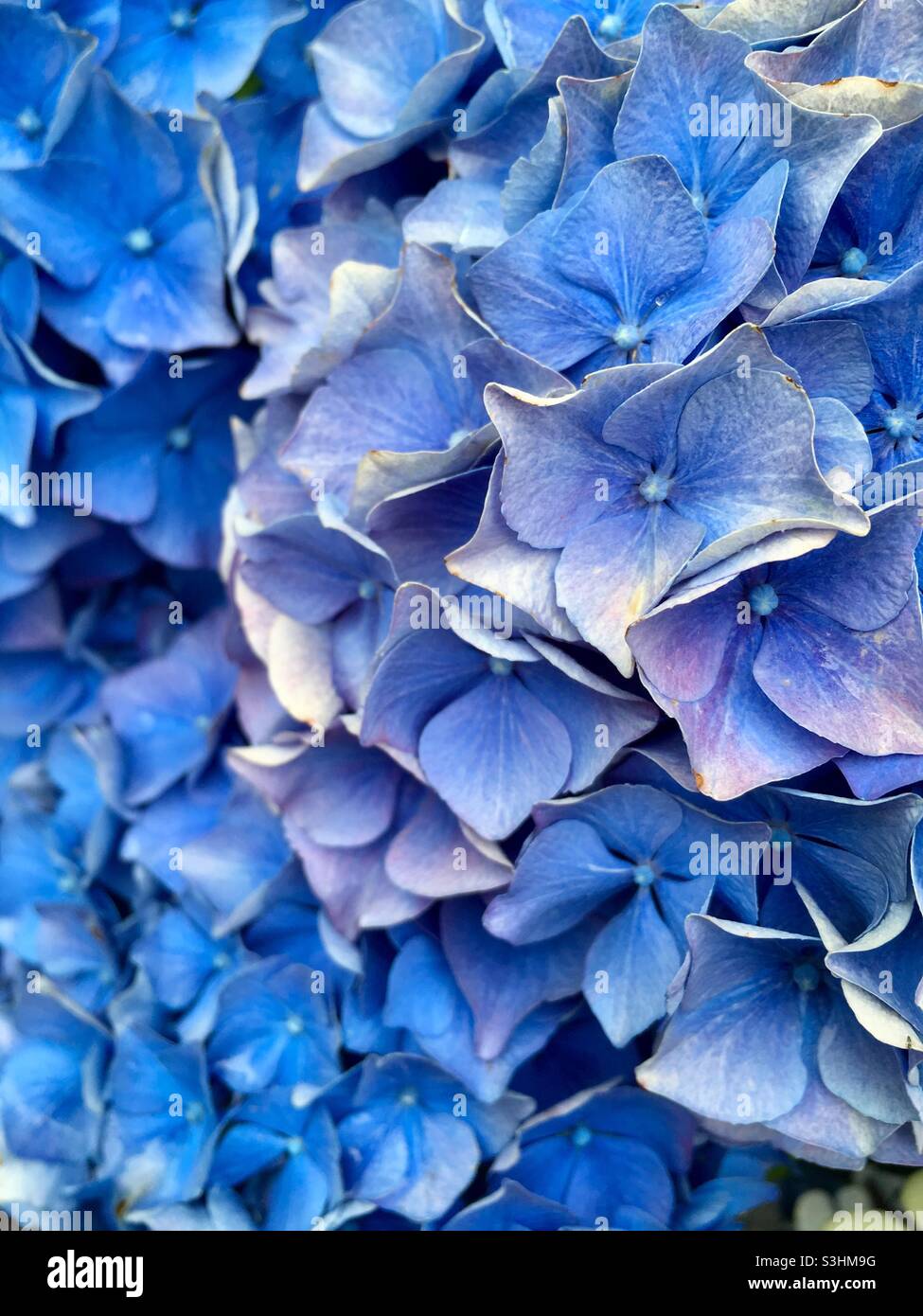 Flores de hortensias de color azul intenso Fotografía de stock - Alamy