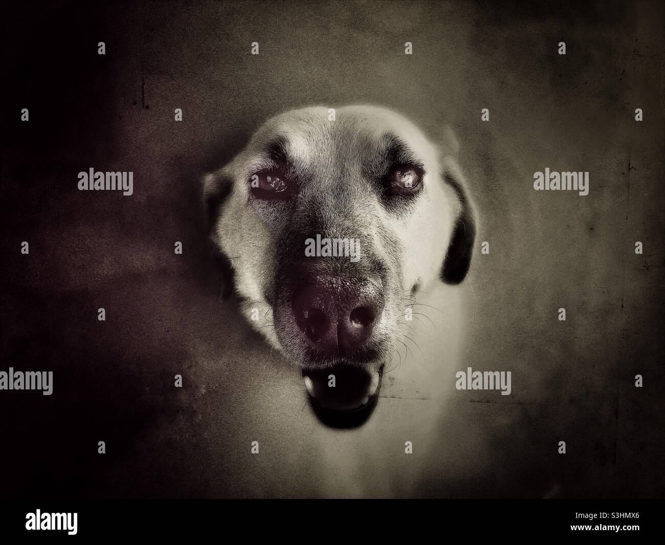 Criadores De Kangal Turco En España Perro turco fotografías e imágenes de alta resolución - Alamy