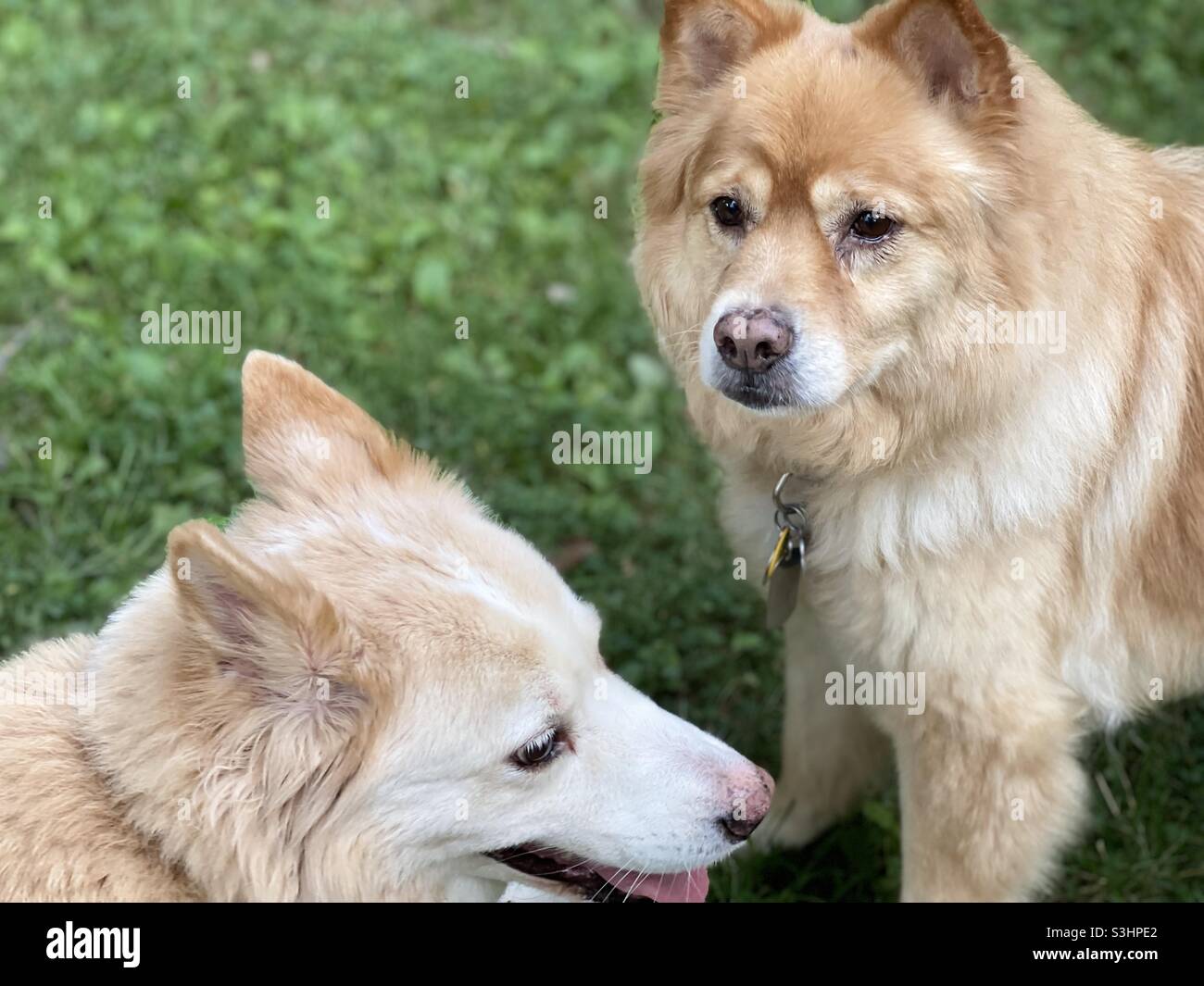 Perros rubios fotografías e imágenes de alta resolución - Alamy