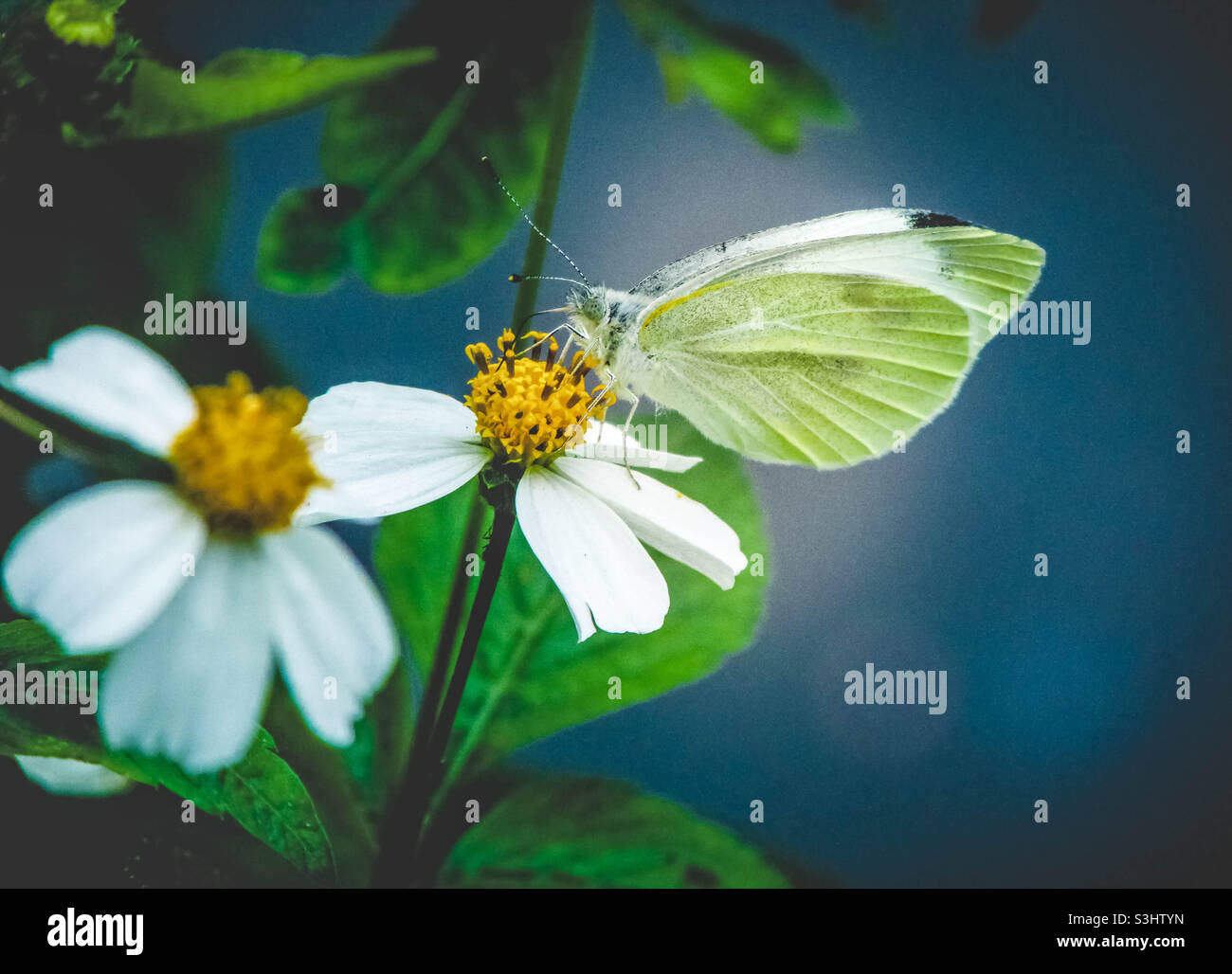 Primer plano de una mariposa sobre la flor de Biden pilosa Foto de stock