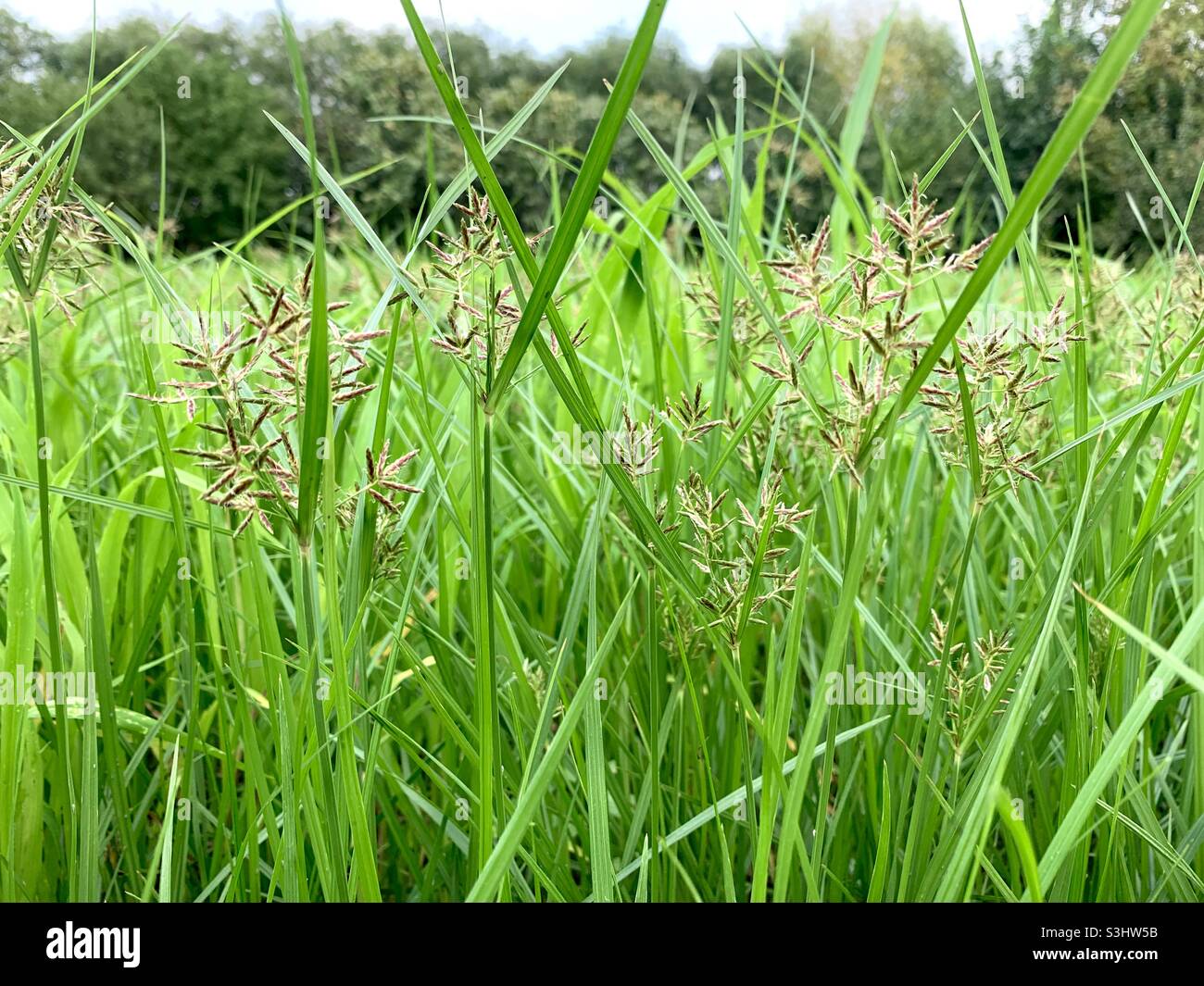 Hierba verde Foto de stock