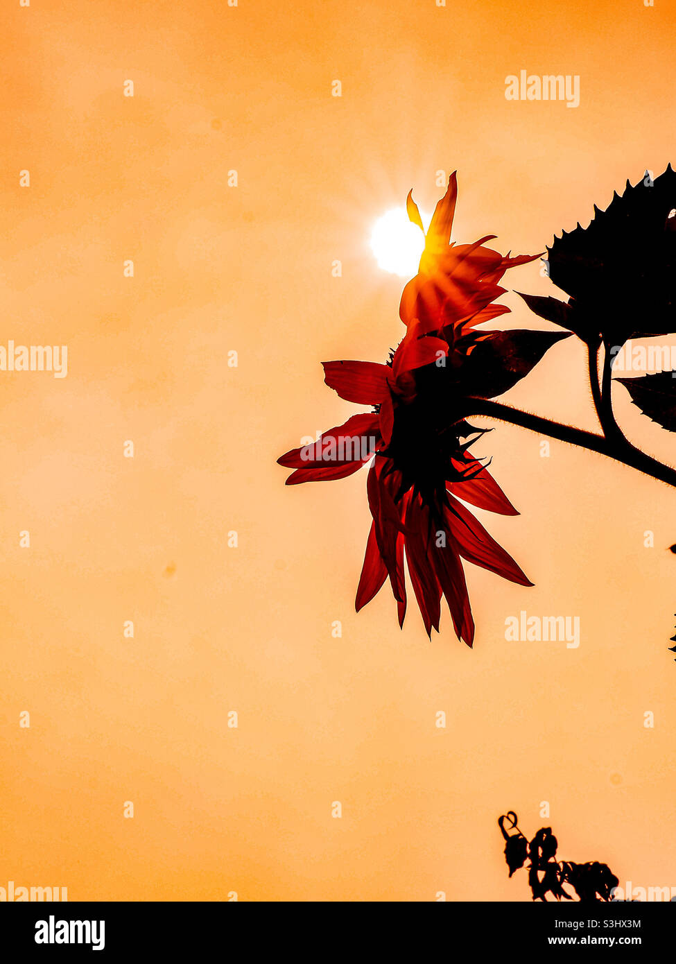 Sol a través de los girasoles por la mañana. Foto de stock