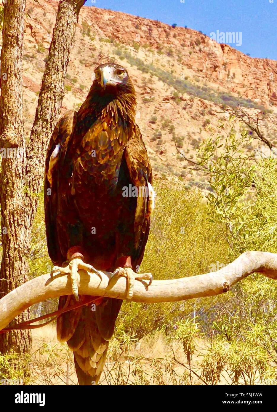Águila australiana de cola en cuña frente a la montaña Foto de stock