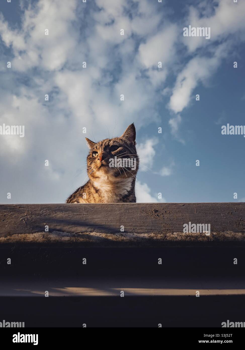 Gato en una azotea Fotografía de stock - Alamy