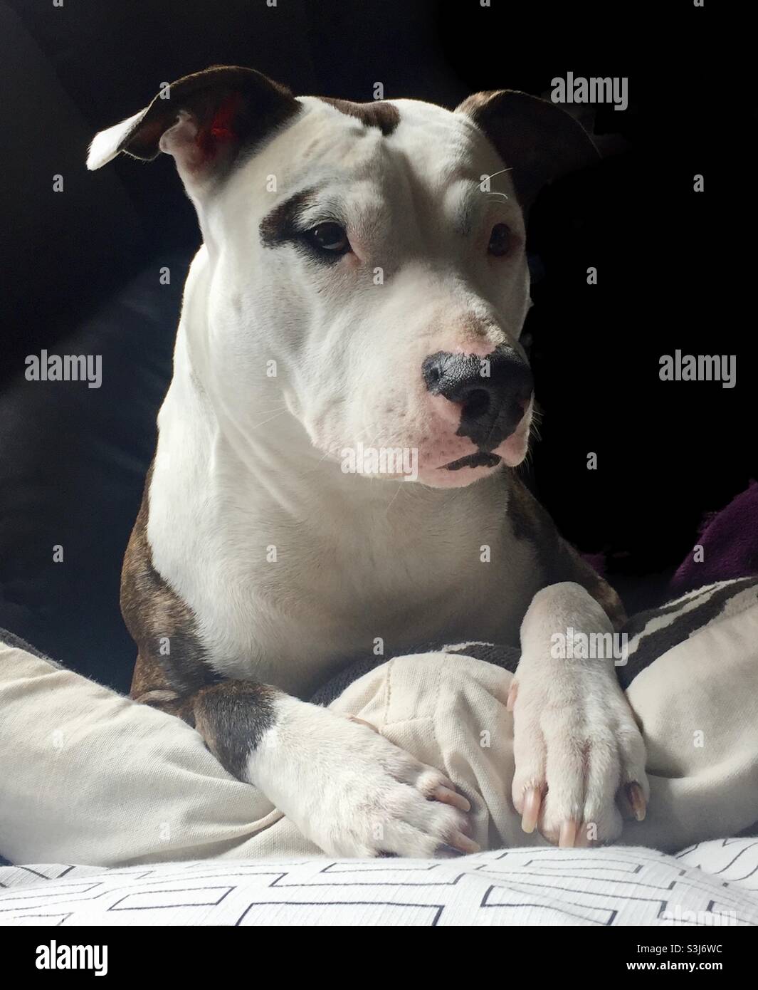 Parece perros que se enamoran Fotografía de stock - Alamy