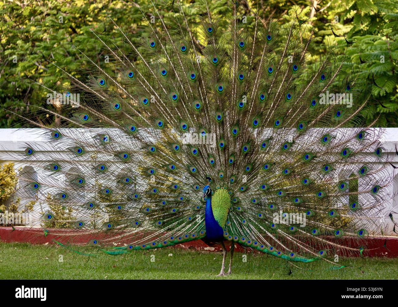 Ave nacional pavo real fotografías e imágenes de alta resolución Alamy