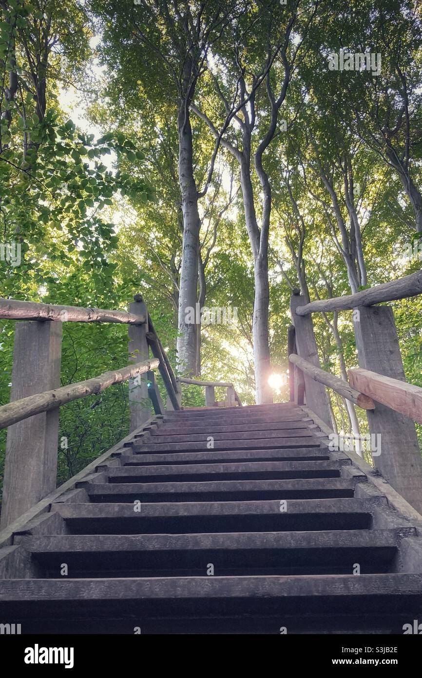 Escaleras de madera que conducen hacia arriba en un bosque de haya iluminado por el sol en la costa báltica alemana en la isla de Ruegen Foto de stock