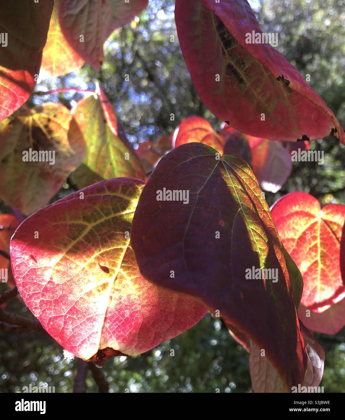 Hojas de otoño, otoñales, caleidoscopio, rojo, oro, amarillo, luz del sol, naturaleza, belleza Foto de stock