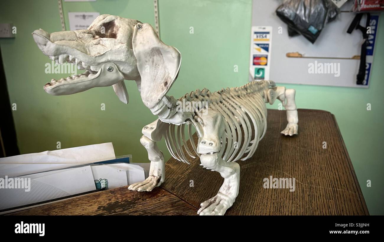 Esqueleto de Dachshund Dog Foto de stock