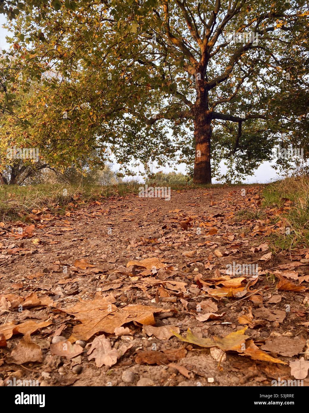 Las hojas otoñales caen en el sendero del parque debajo de un árbol bañándose en la luz del amanecer otoñal. Hampstead Heath, Londres Foto de stock