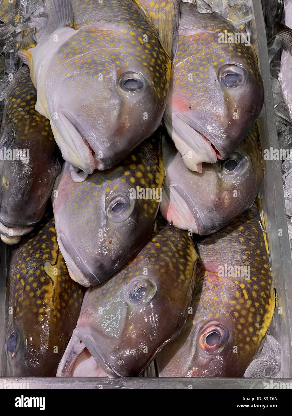 Azulejo peces fotografías e imágenes de alta resolución - Alamy
