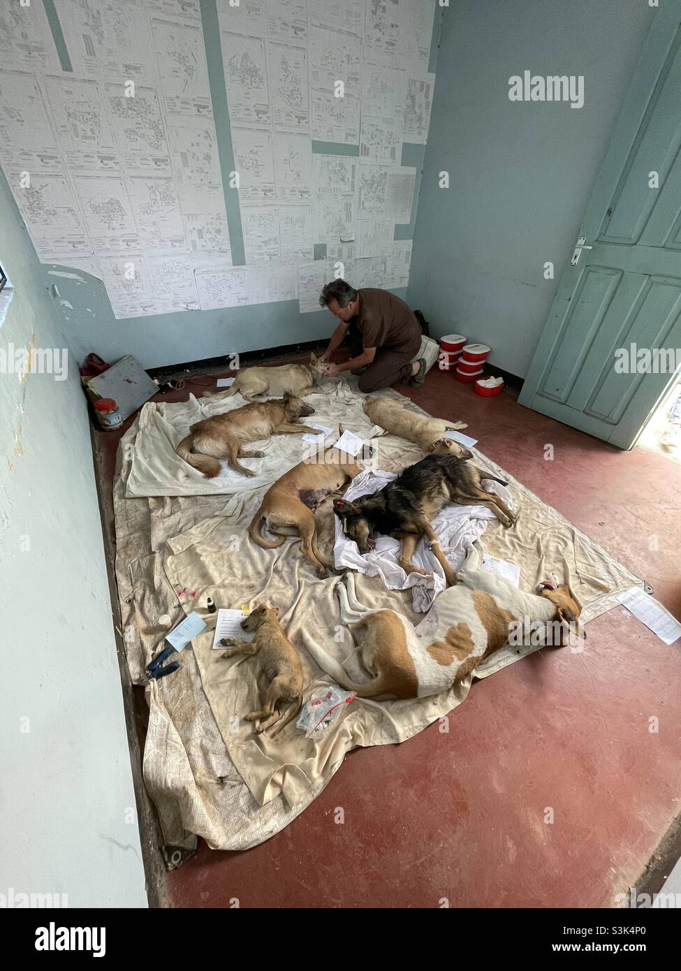 Recuperación de perros callejeros de anestesia, Tanzania Foto de stock