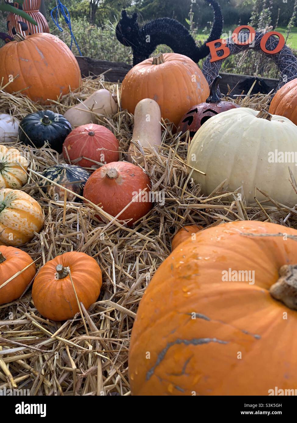 Selección de calabaza Foto de stock