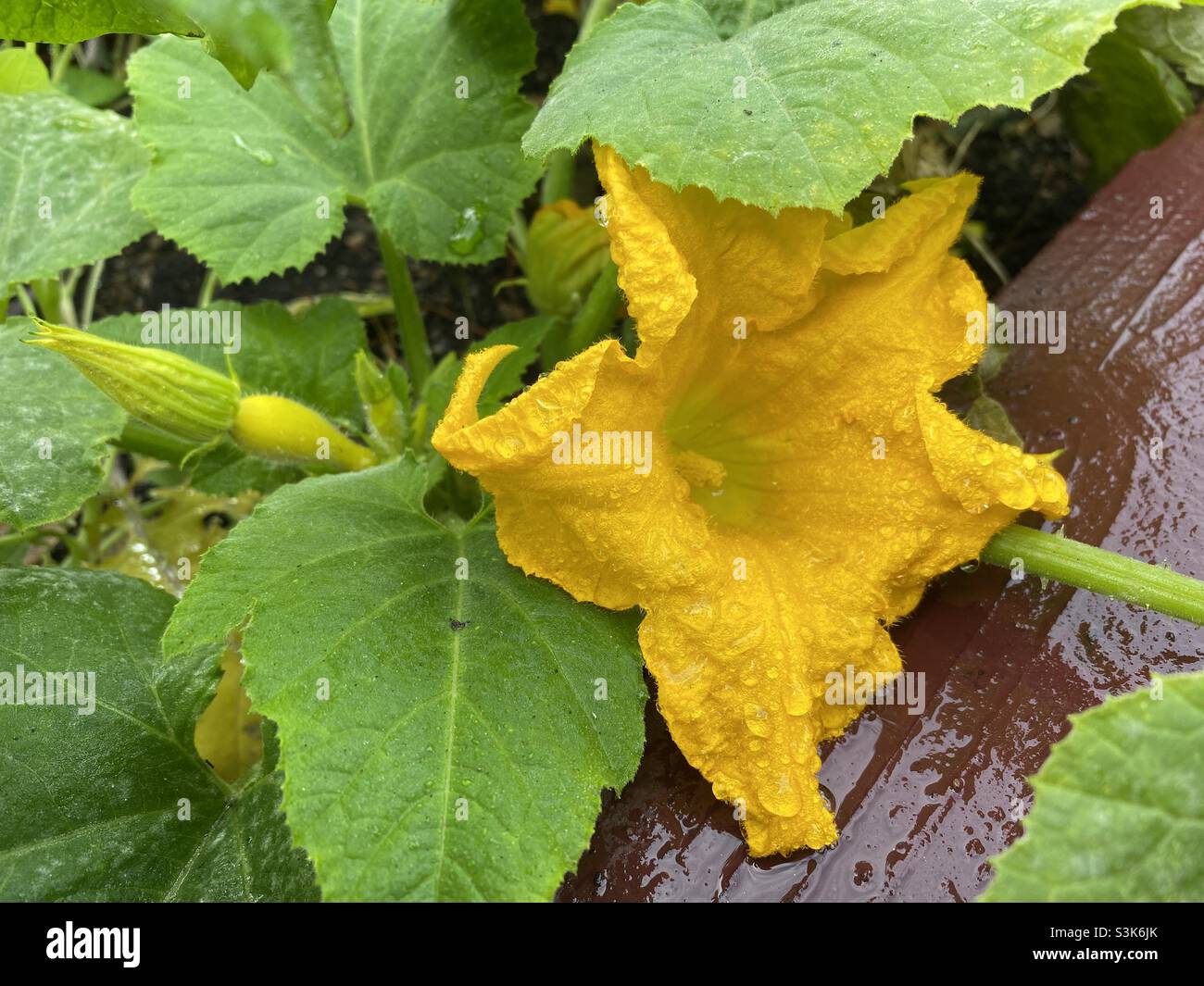 Una calabaza amarilla con cuello de cocodrilo florece en un jardín casero – Carmel Valley, California Foto de stock