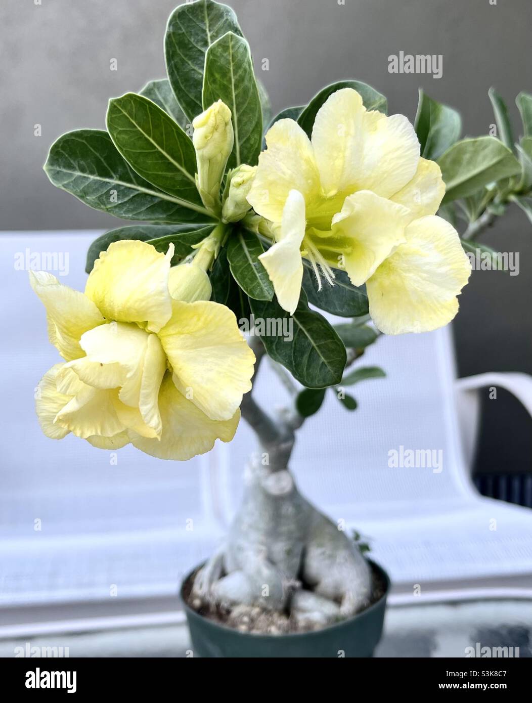 Planta de rosa del desierto flor amarilla doble Fotografía de stock - Alamy Planta de rosa del desierto flor amarilla doble Fotografía de stock - Alamy