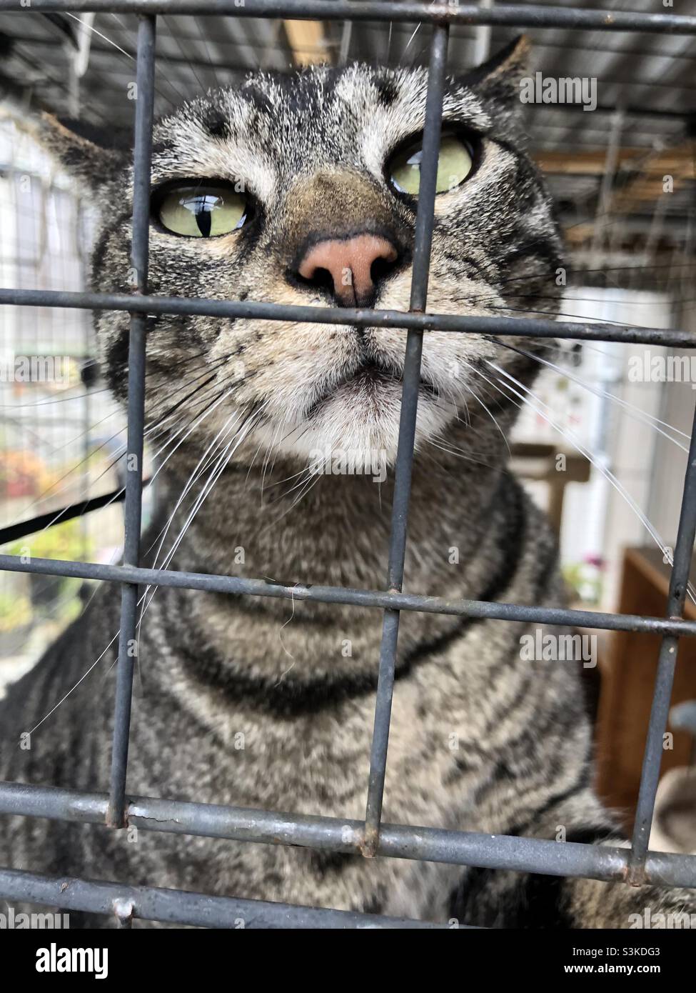 Chappy, un dulce gato tabby con Feline Leucemia colgando en su catio. Foto de stock