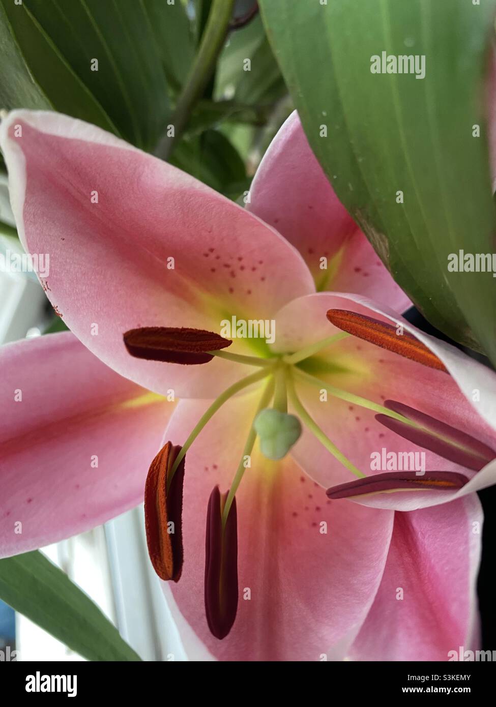 Flores de lili fotografías e imágenes de alta resolución - Alamy Flores de lili fotografías e imágenes de alta resolución - Alamy