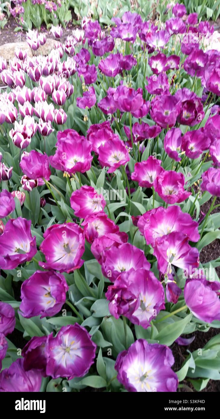 Cama de tulipanes púrpura en flor en el Proyecto Eden en Cornwall Foto de stock