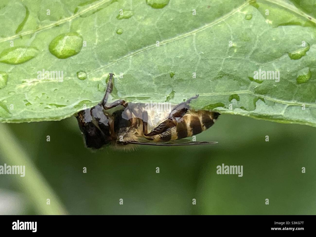 Belleza de la Naturaleza Parte 1. Una abeja perdida empapada en agua de lluvia y durante la noche bajo la hoja de la planta de habas largas en Malasia. Foto de stock