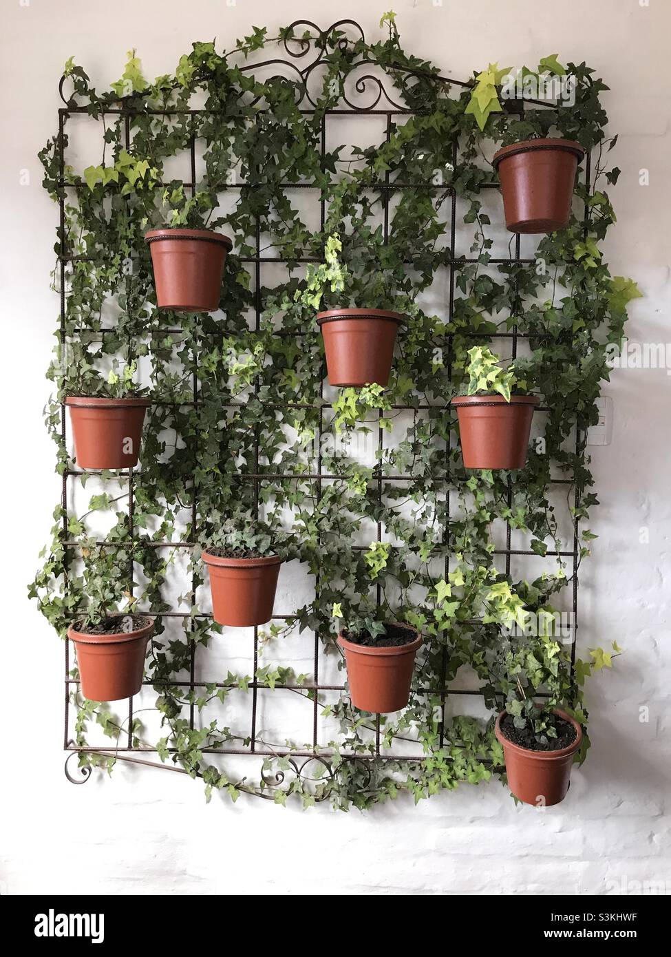 Las plantas crecen la rejilla de la pared Fotografía de stock - Alamy