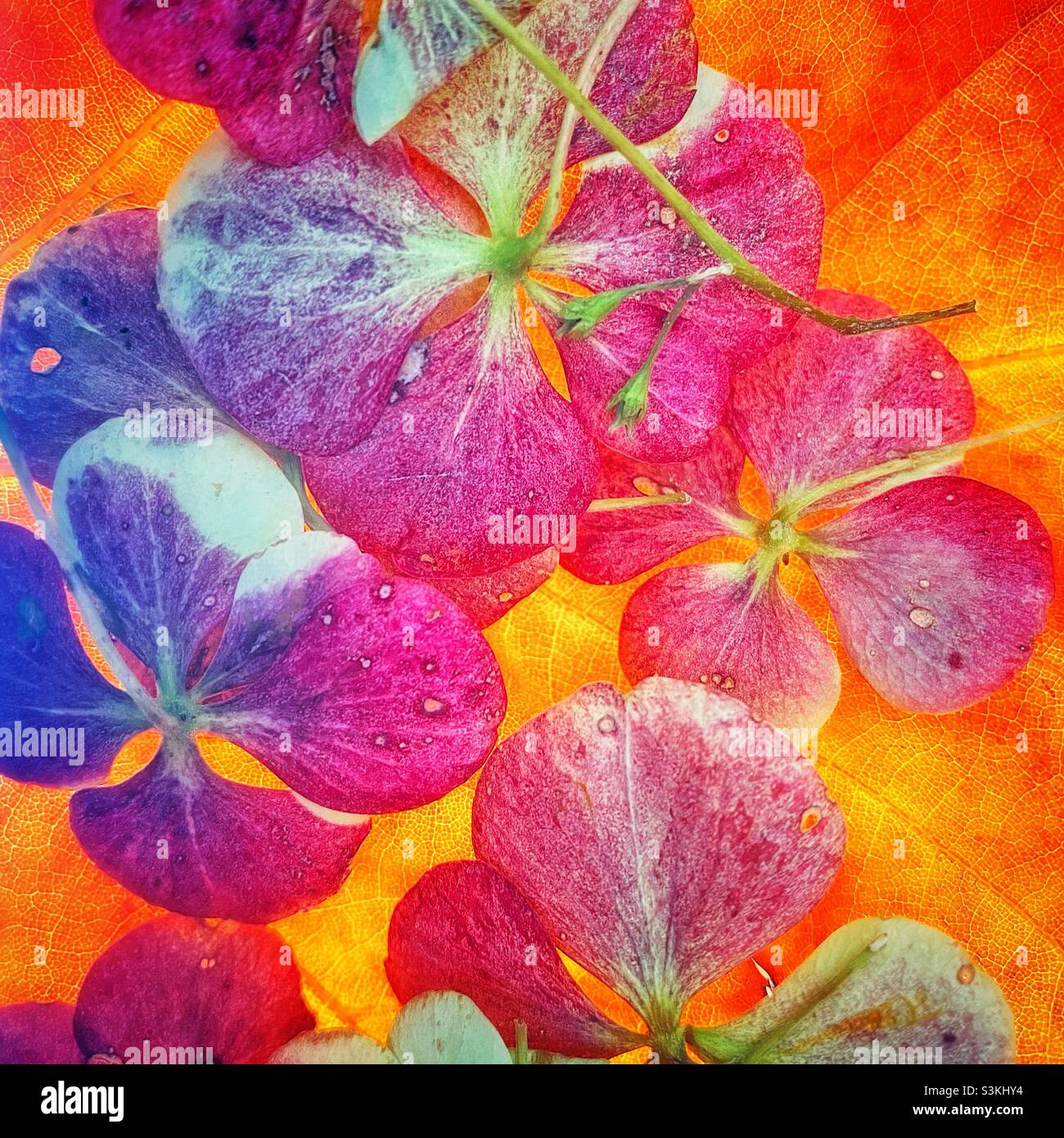 Hortensia otoño fotografías e imágenes de alta resolución - Alamy