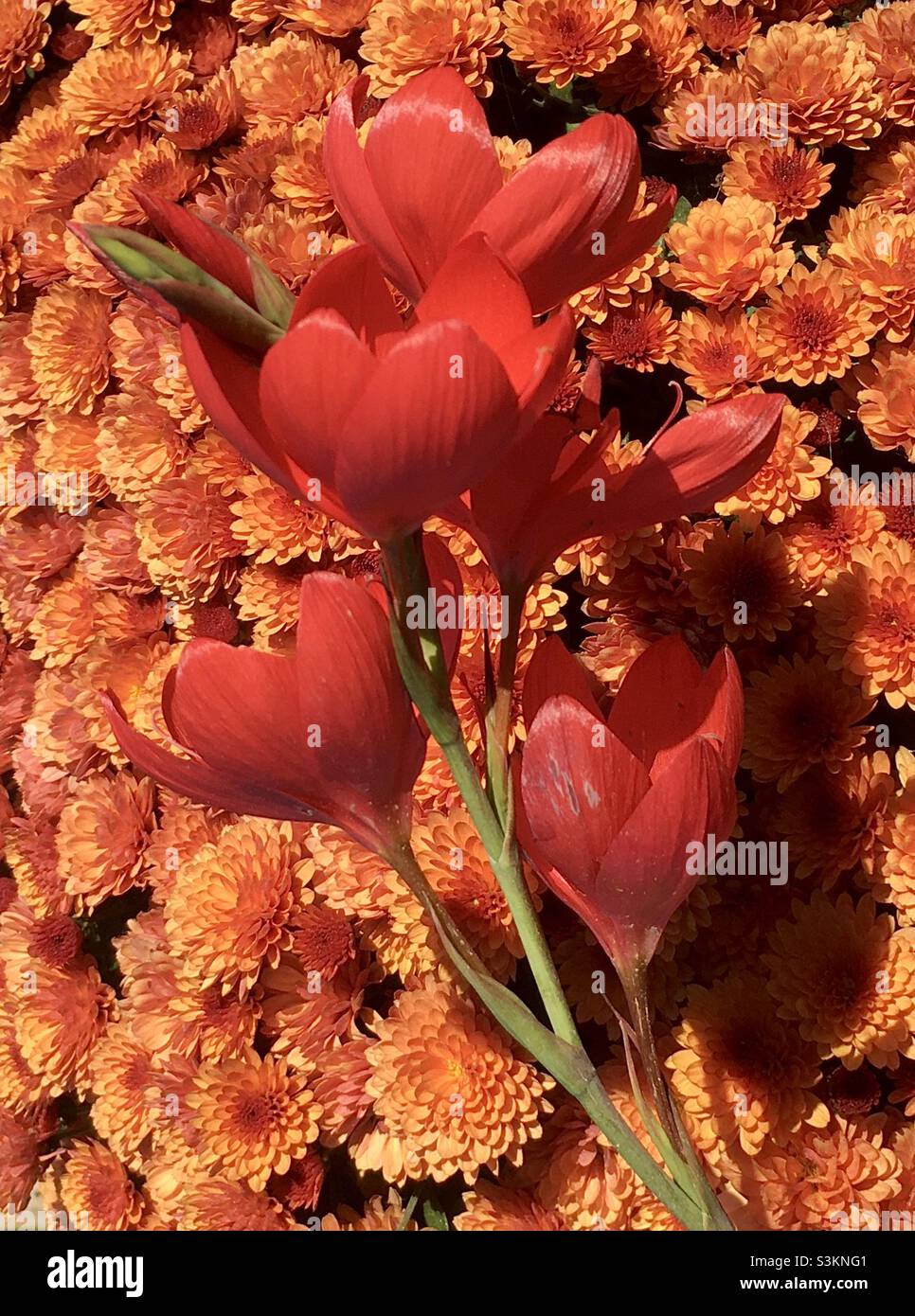 Vibrante, chi, flores, naranja, rojo, belleza, energía, fuego, naturaleza, oro Foto de stock