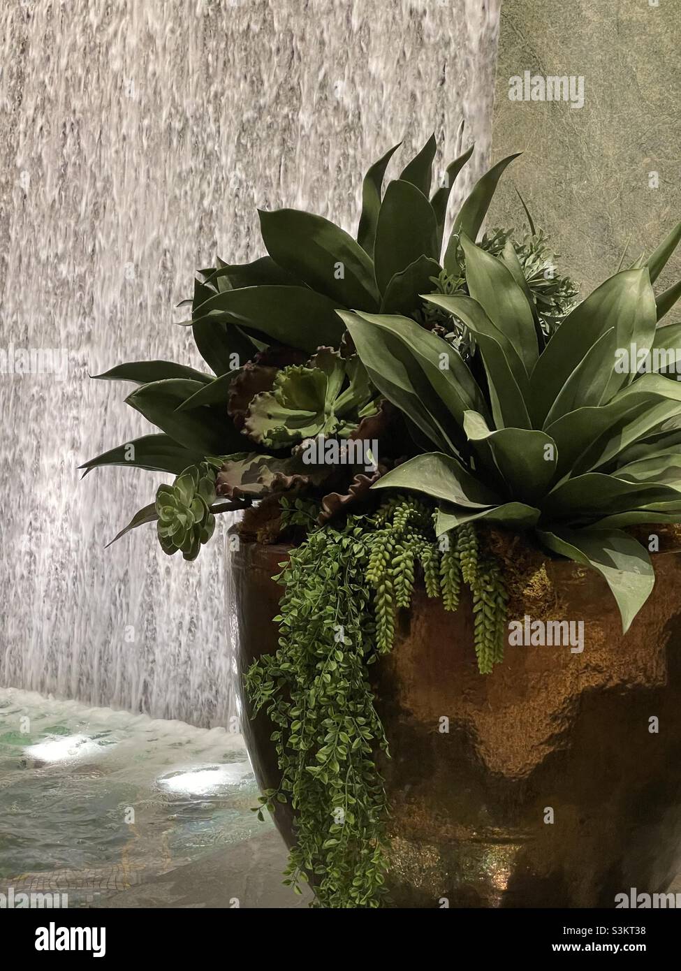 Plantas tropicales en macetas fotografías e imágenes de alta resolución -  Alamy