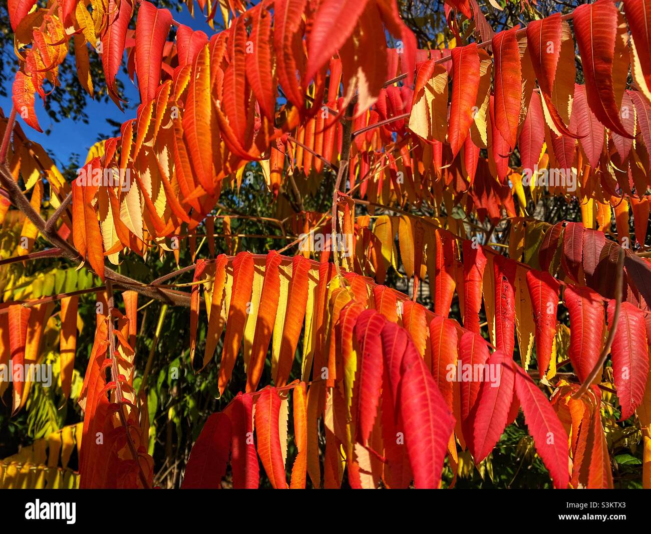 Colores otoño Foto de stock