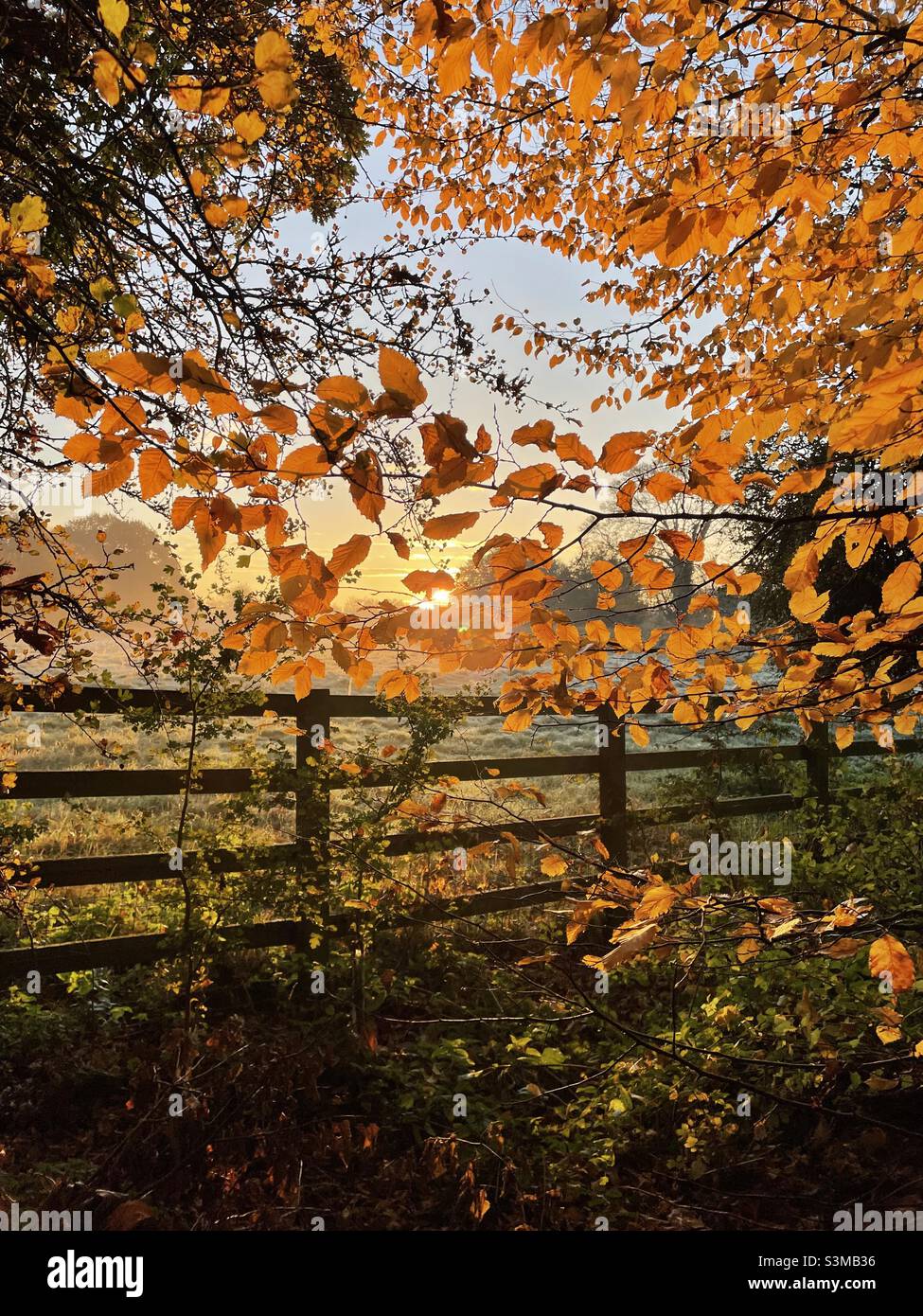 Majestuoso amanecer otoñal Impresionante Cambridgeshire colores naranjas Foto de stock