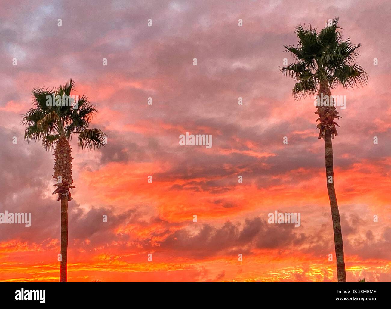 Puesta de sol en Arizona, con palmeras y hermosos colores cálidos. Foto de stock
