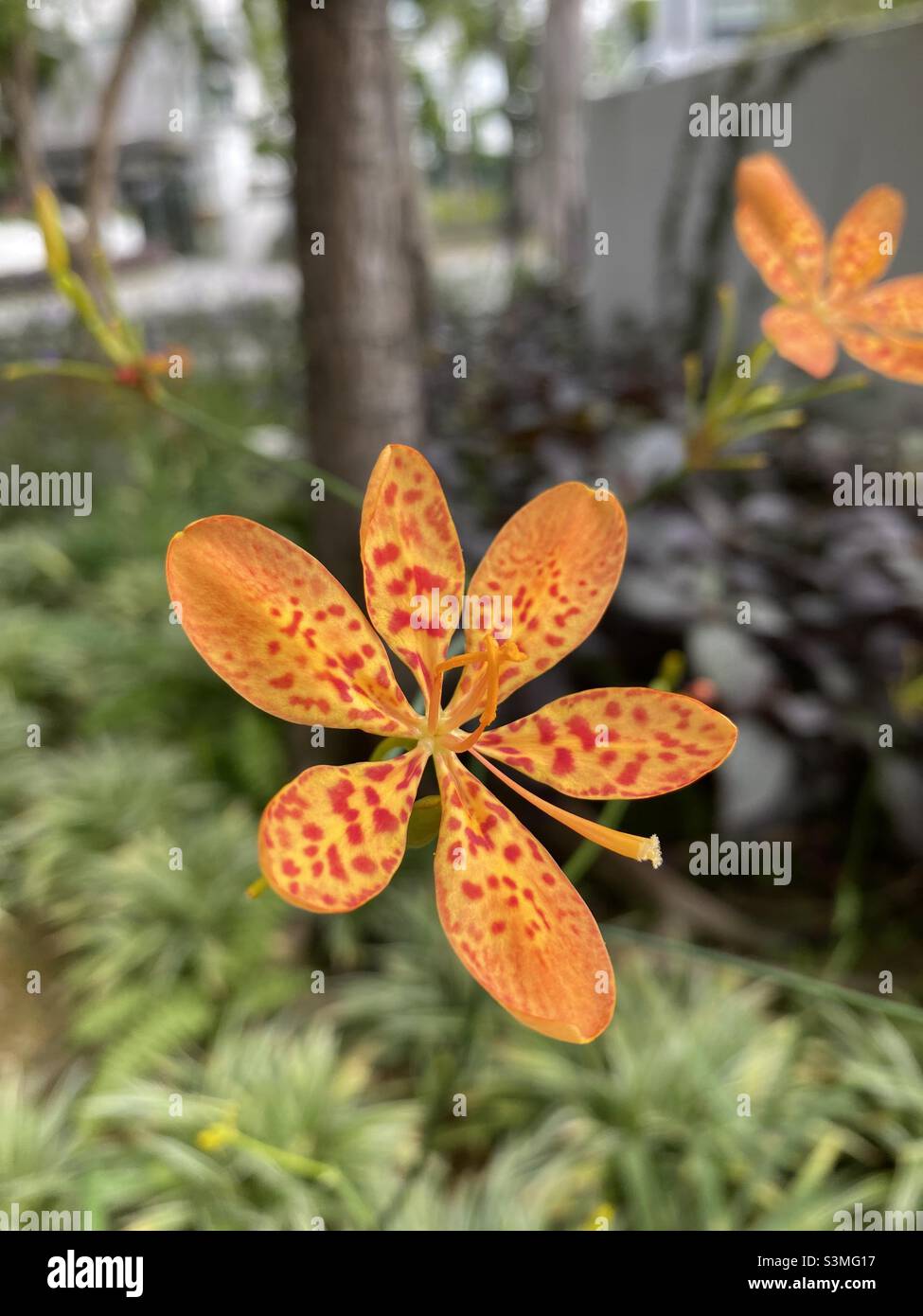 Blackberry lily fotografías e imágenes de alta resolución Alamy
