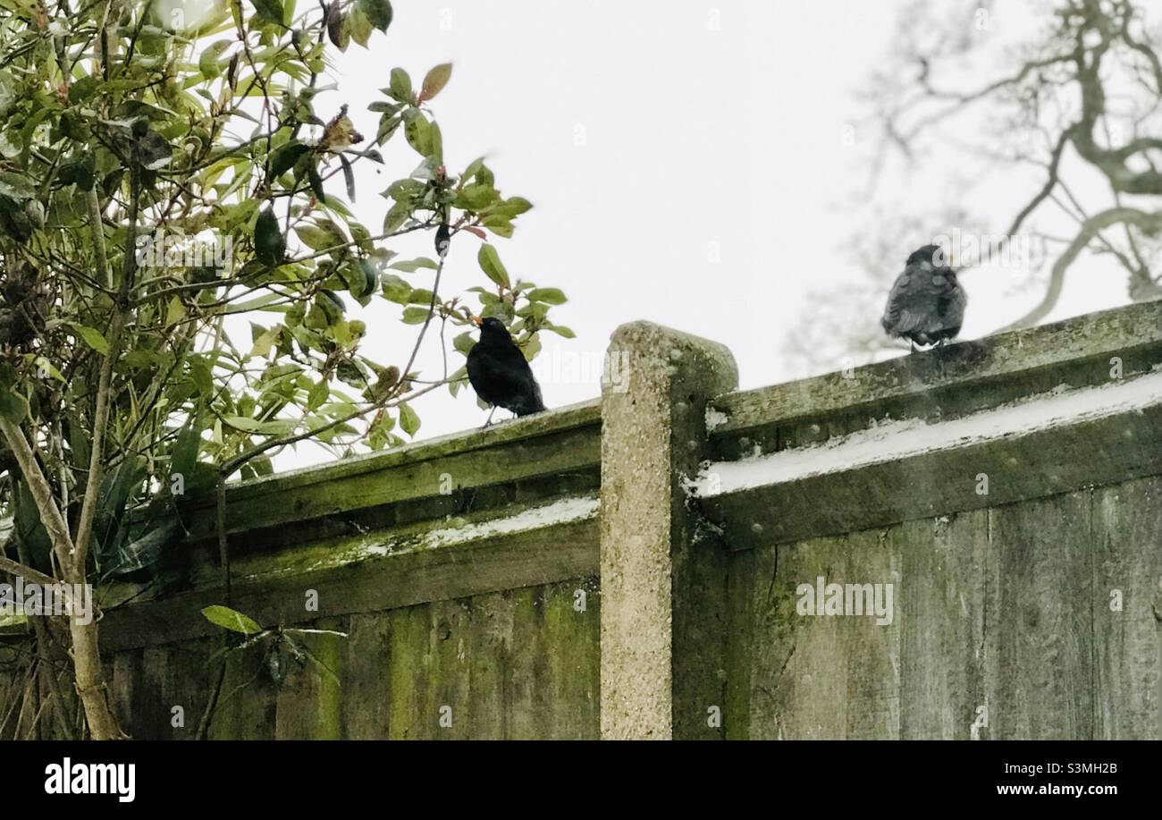 Pájaros de jardín en una valla Foto de stock