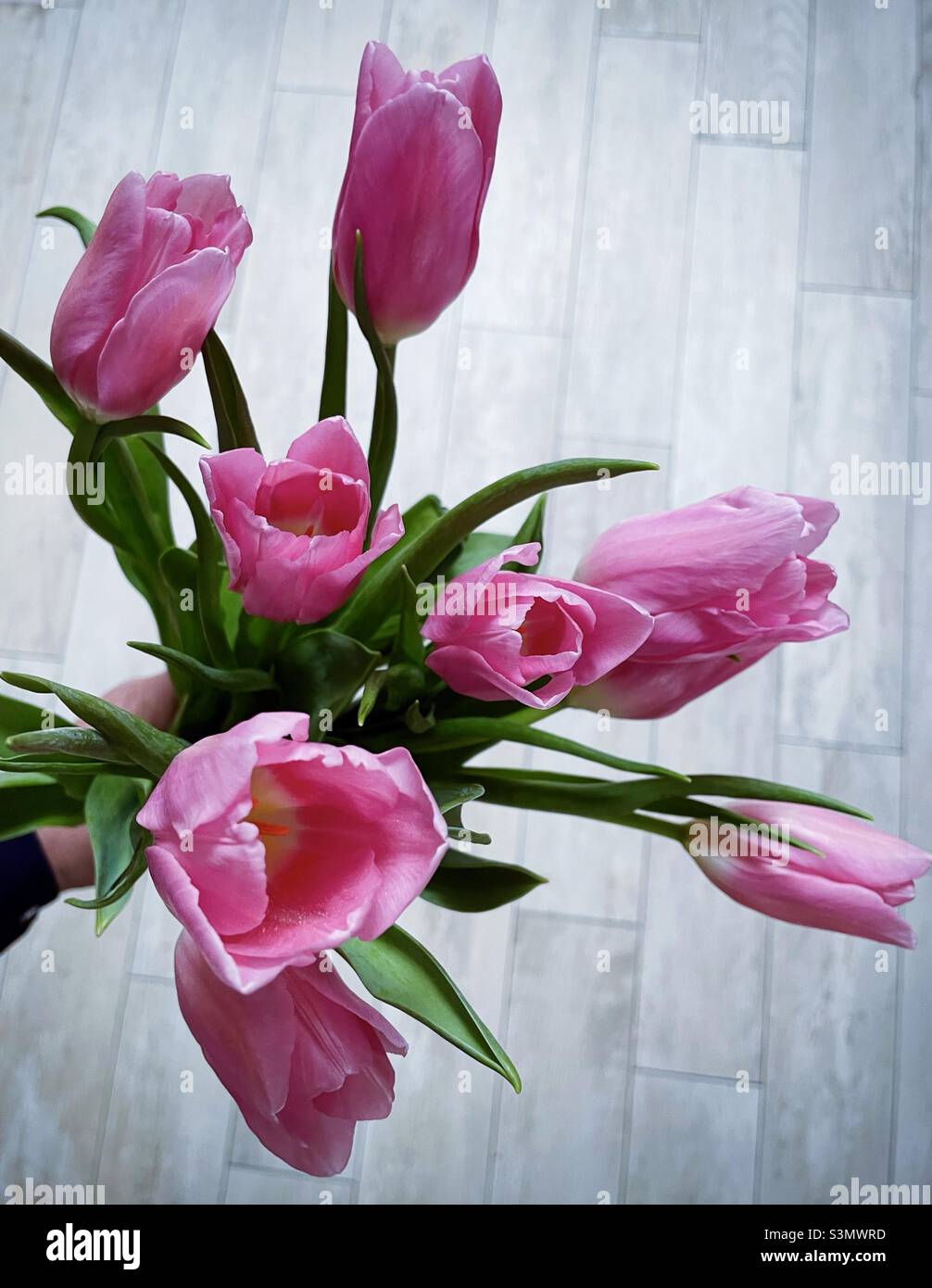 Mano sosteniendo un ramo de tulipanes rosas Fotografía de stock - Alamy