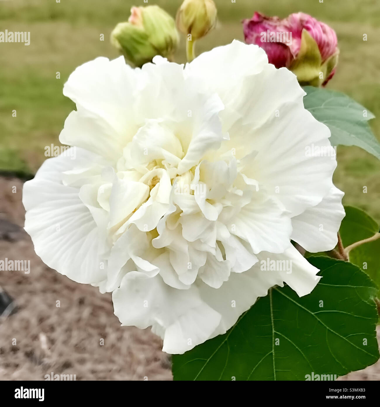 Fase de color blanco de la flor de la rosa confederada. Foto de stock