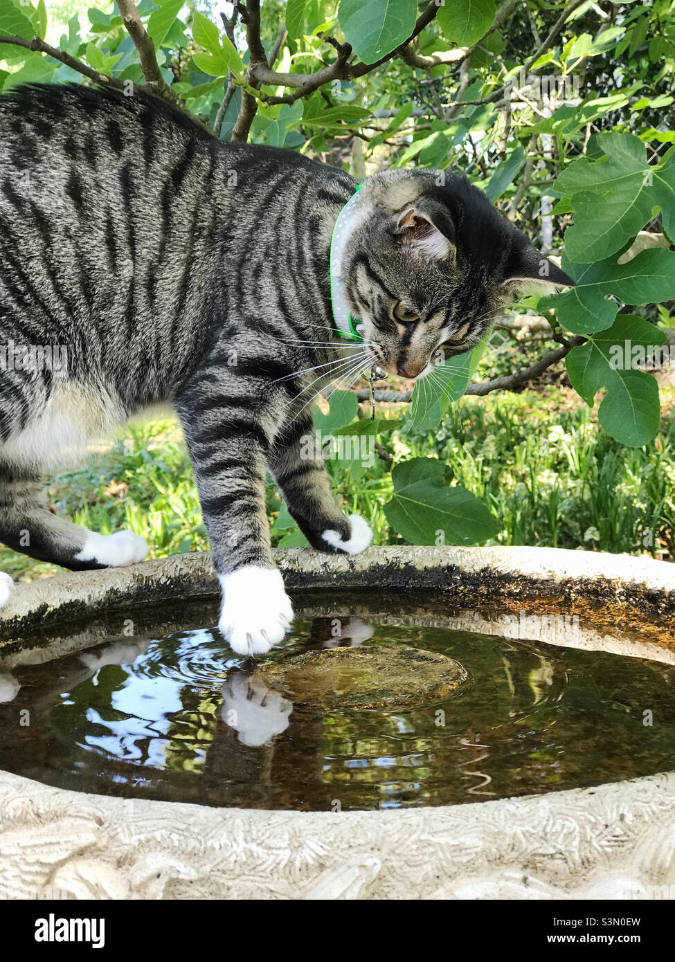 Mi Gato Gotea Agua Por La Boca Cat playing with water Fotos e Imágenes de stock - Alamy