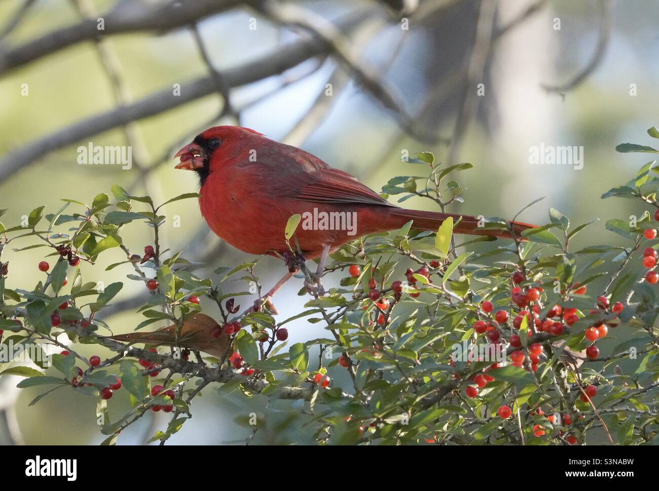 Cardenal rojo majestuoso con baya en pico. Este hermoso pájaro de la canción norteamericana tiene una baya roja en su pico. ¡Detalle de efecto aplastante! Foto de stock