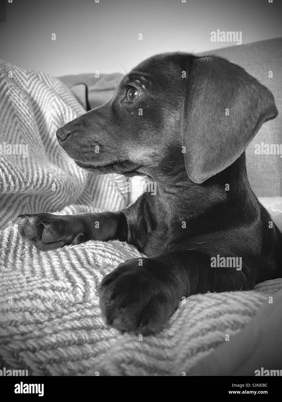 Perro de salchicha cachorro Imágenes de stock en blanco y negro - Alamy