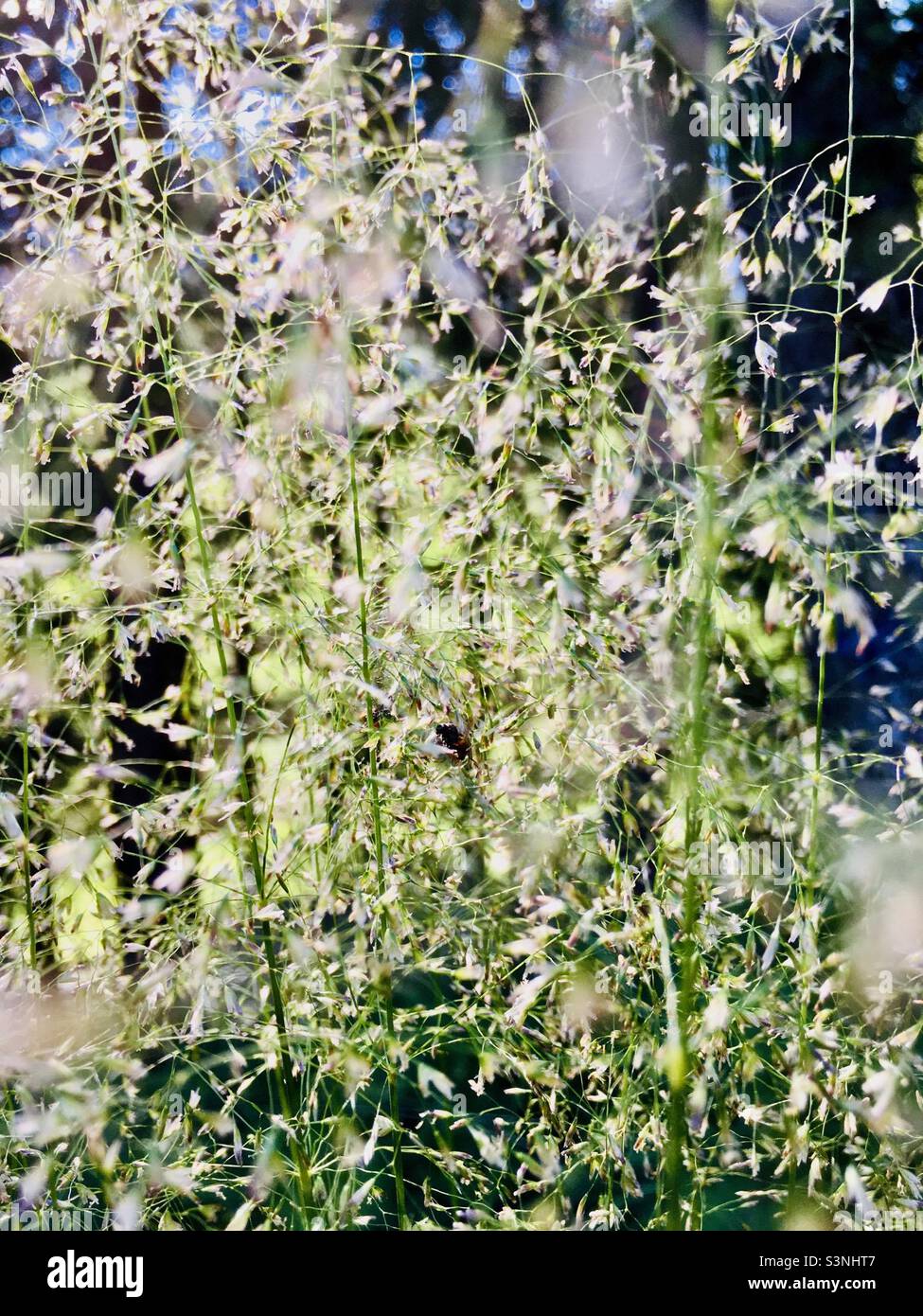 Gras im Sonnenlicht Foto de stock
