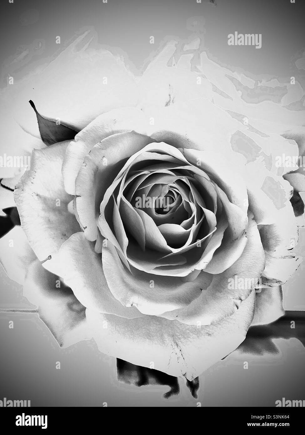 Rosa blanco y negro fotografías e imágenes de alta resolución - Alamy