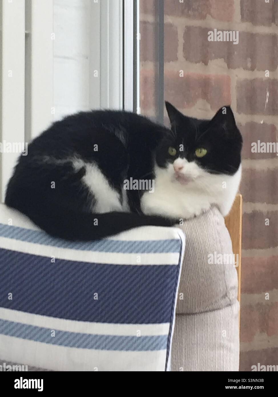 Reloj de guarda de gato blanco y negro. Foto de stock