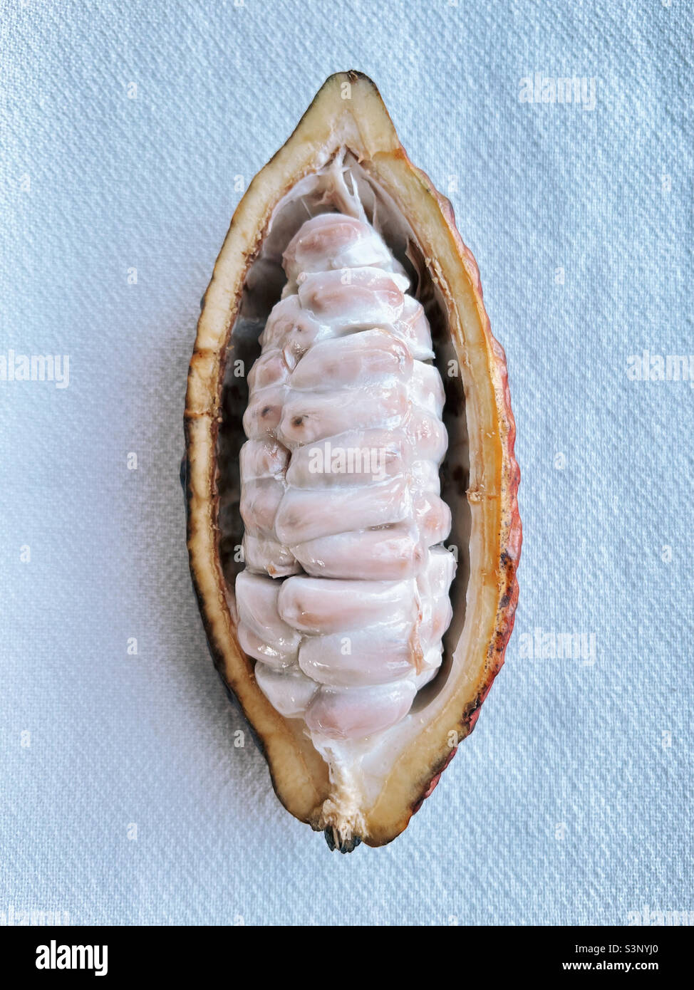 Dentro de una vaina de cacao, mostrando las semillas de cacao. Foto de stock