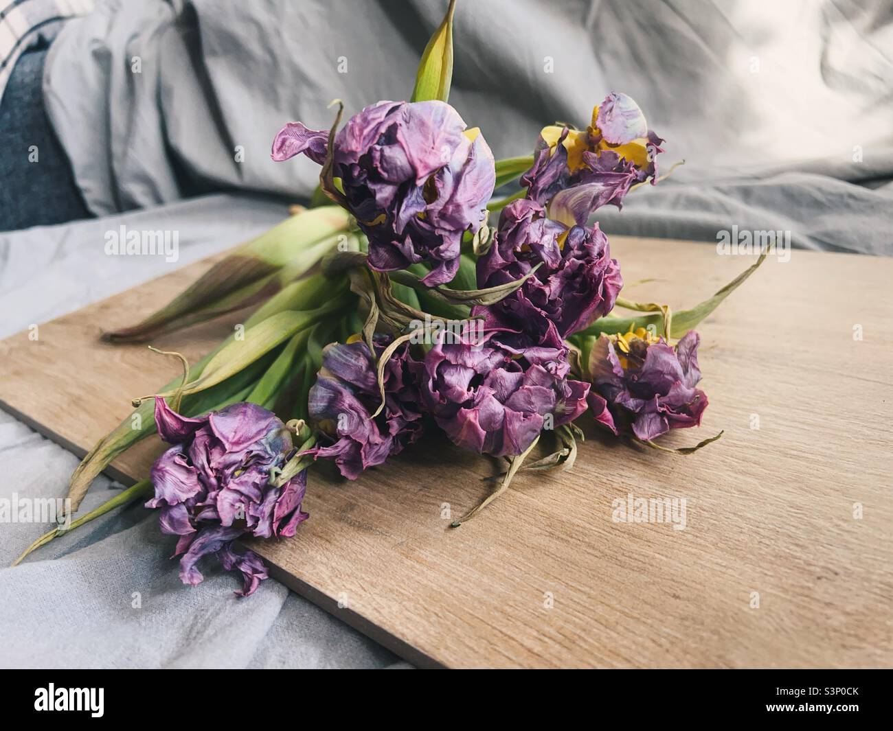 Ramo de tulipanes morados fotografías e imágenes de alta resolución - Alamy