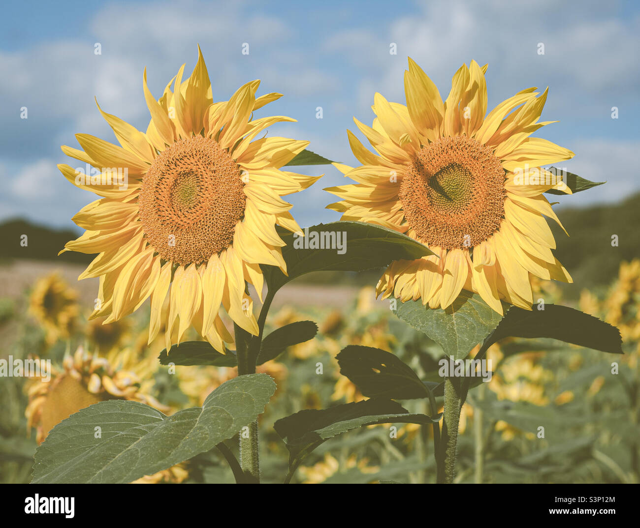 2 girasoles fotografías e imágenes de alta resolución - Alamy