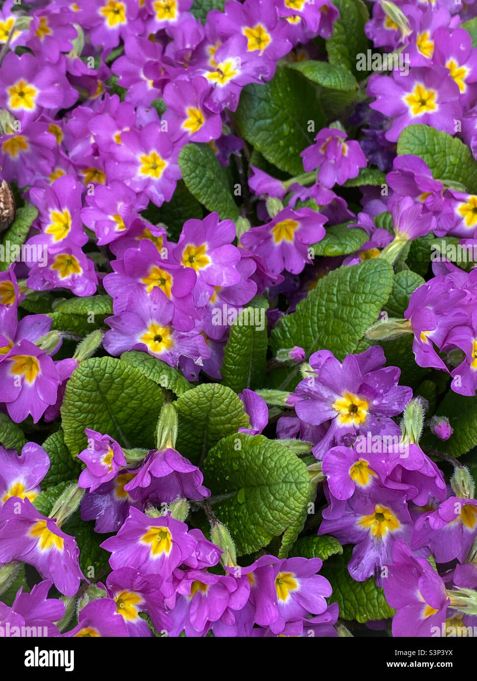 Primer plano de una densa grupa de onagra común floreciendo en un jardín a principios de la primavera, con flores púrpura y amarilla y follaje verde brillante. Foto de stock