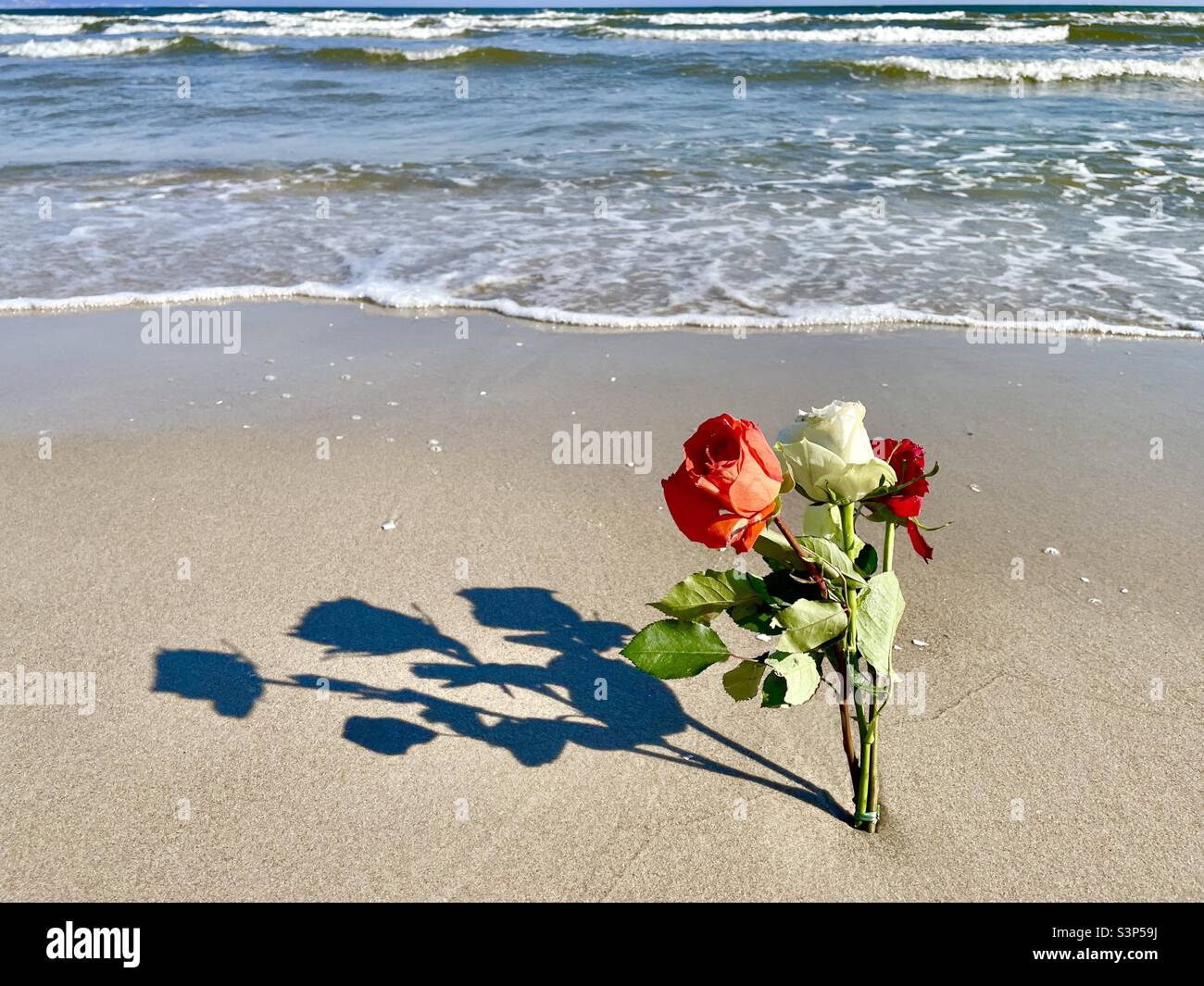 Rosas en la playa Foto de stock