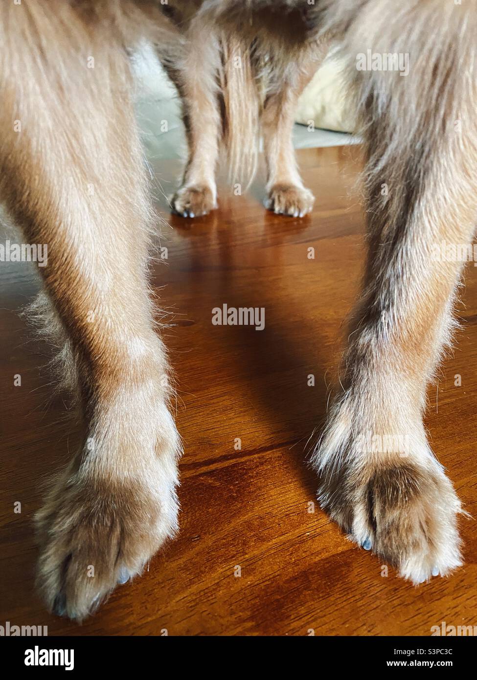 Cuatro patas para perros en una mesa de café Foto de stock