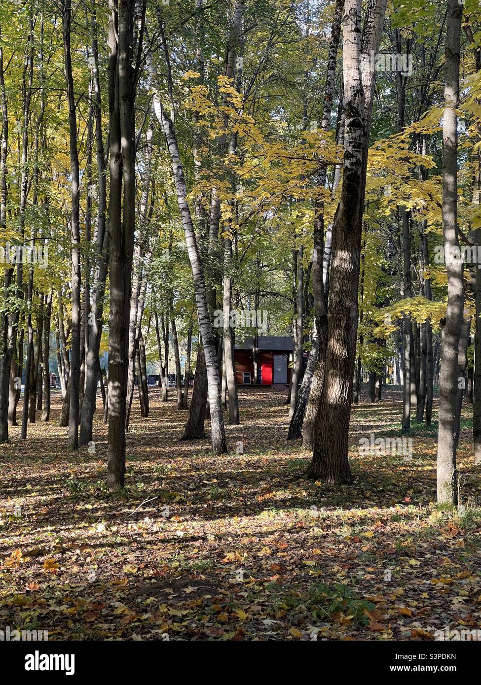 puerta roja en el parque entre los abedules en el otoño Foto de stock