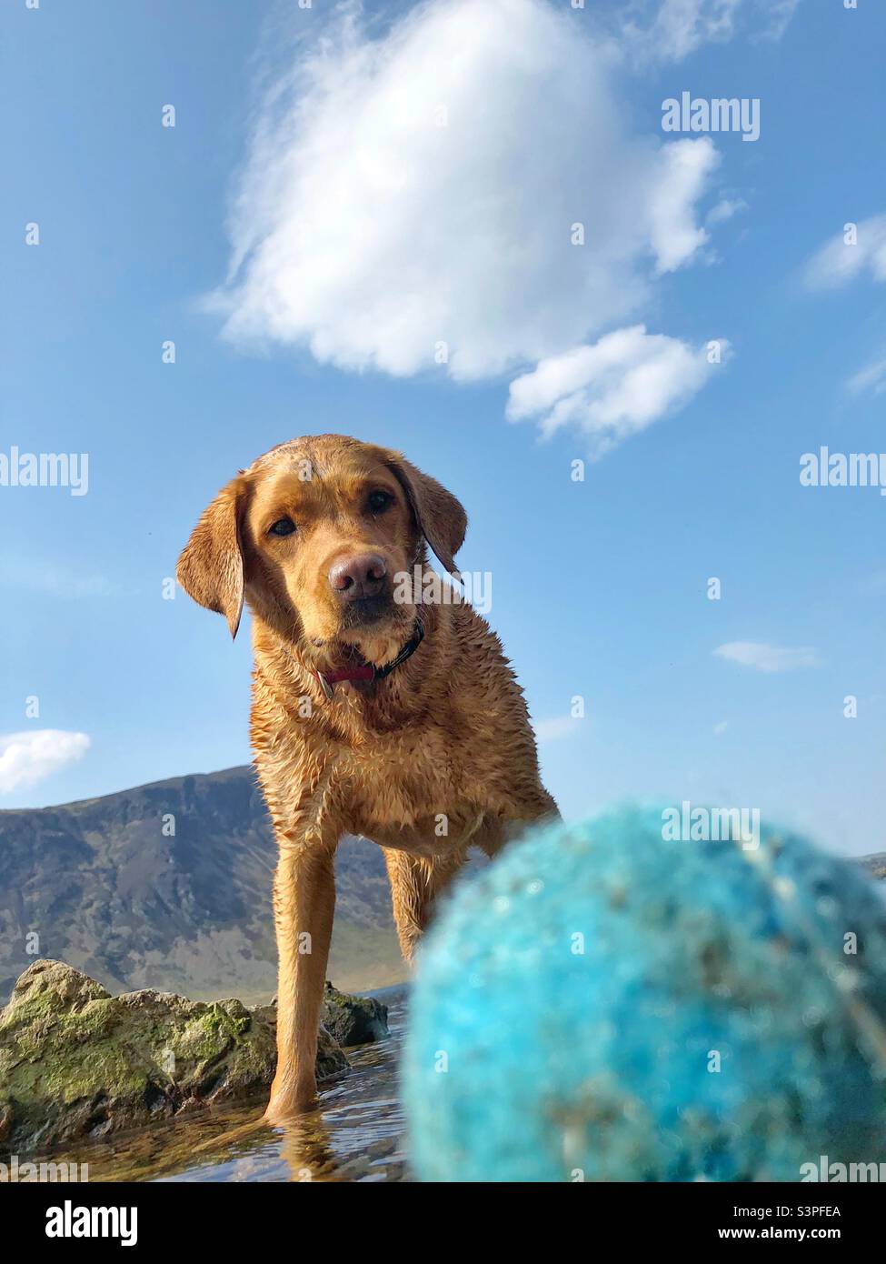 Un perro gracioso esperando que se le arrojar una pelota durante un juego de recuperación Foto de stock