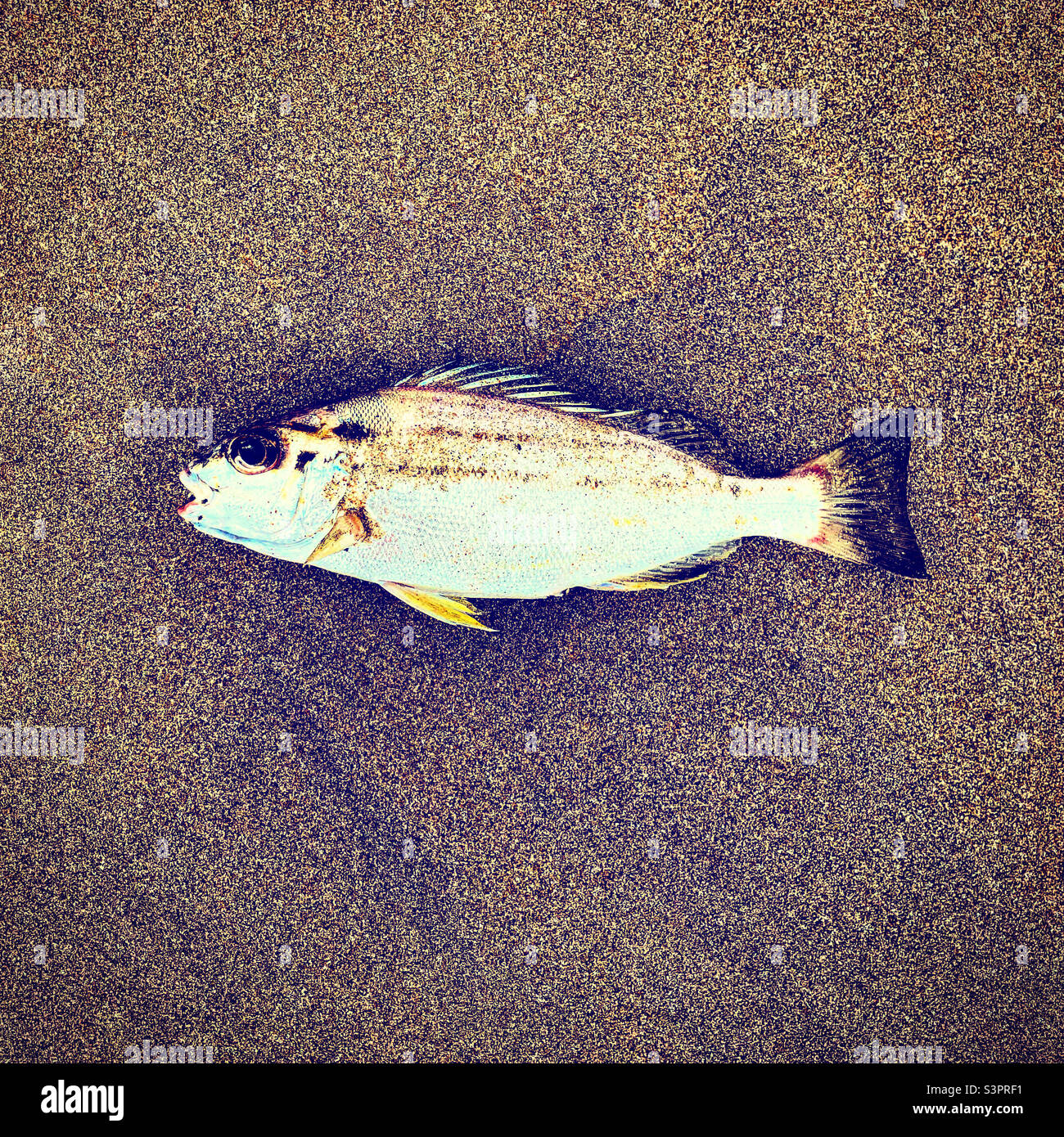 Los peces muertos en la playa Foto de stock